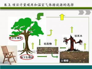 信樹碳匯-林業碳匯項目開發流程及案例