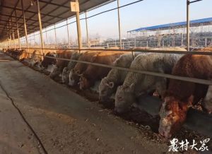 嘉祥魯牧養(yǎng)殖有限公司